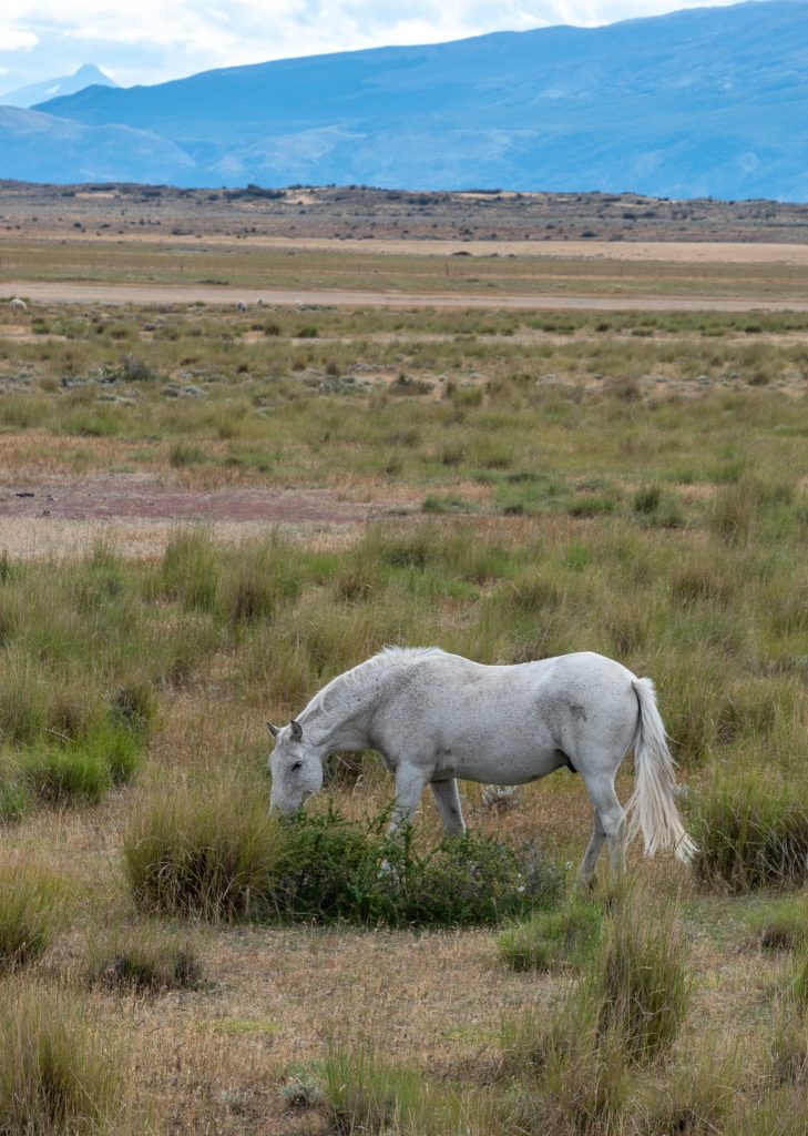 One of the many horses we saw in the region