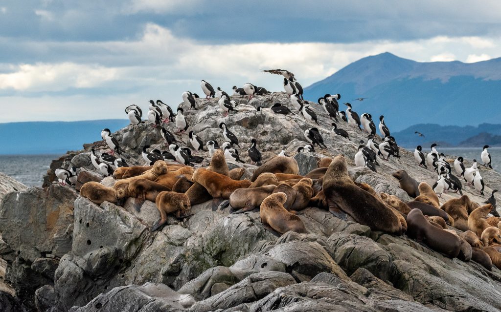 Cormorants and sea lions