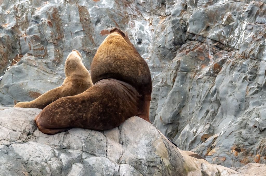 Male sea lion protecting his female