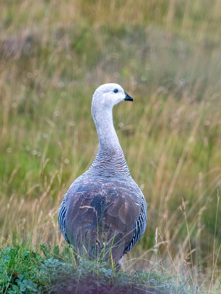 a Magellan goose