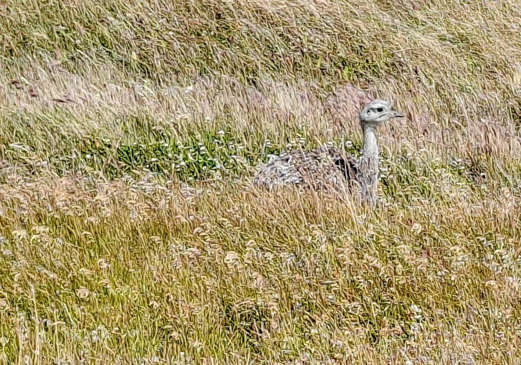 First view of a rhea bird