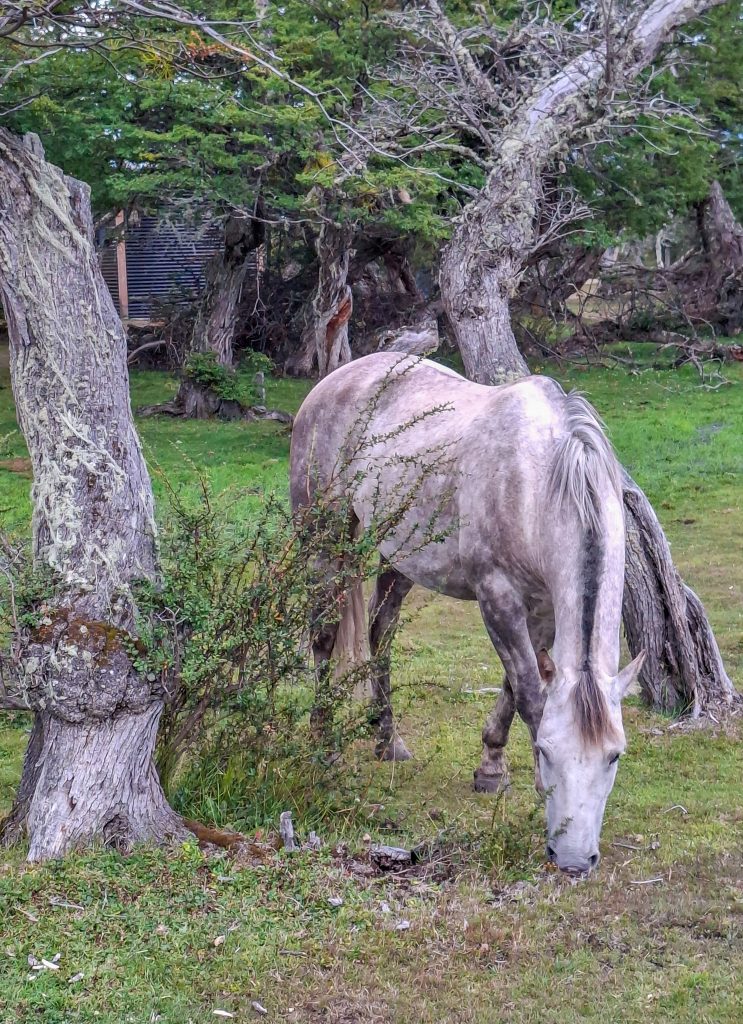 One of the Pampa Lodge horses