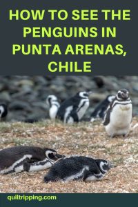 How to see the penguin colonies in Punta Arenas, Chile