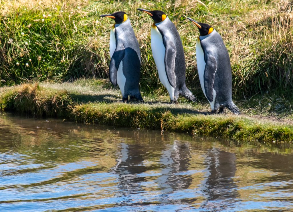 King penguin reserve