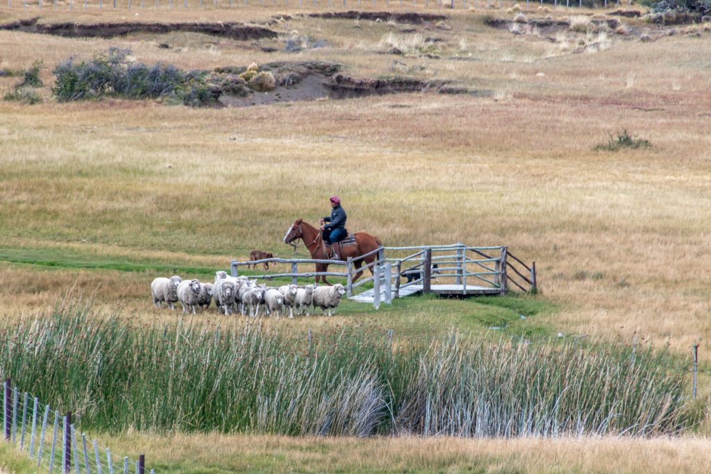 Sheep herding demonstrations at the ranch