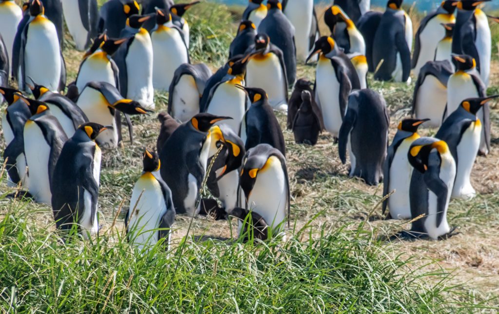 Lots of king penguins at the reserve