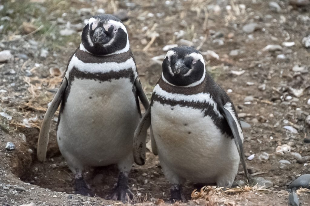 A pair of Magellanic penguins