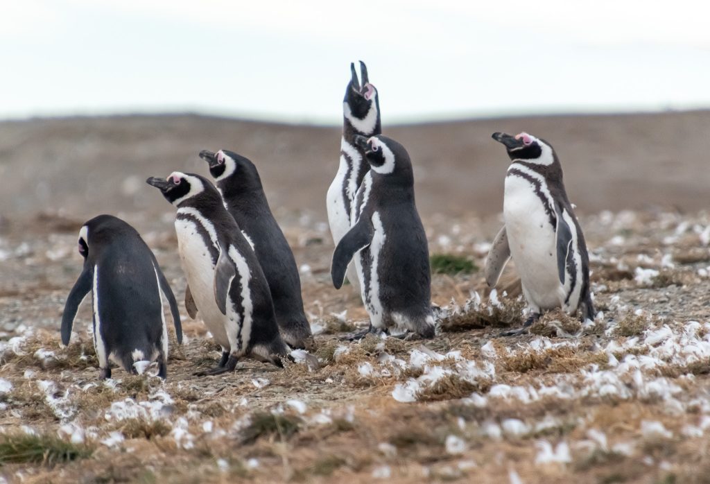 Magellanic penguins