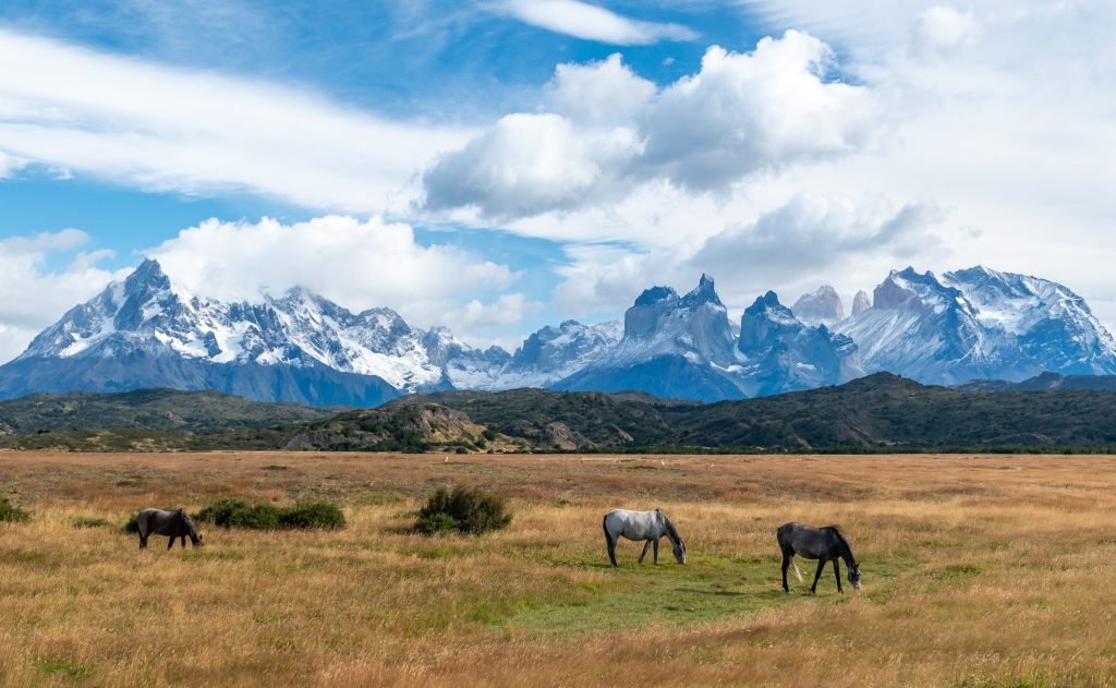 A classic Torres del Paine scene