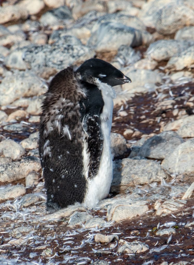 A juvenile Adelie penguin is in that ugly transition stage from baby feather fluff to adult waterproof feathers.