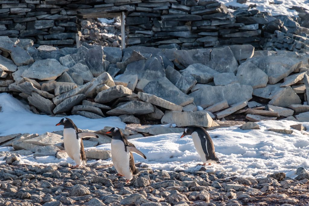 Three penguins stroll by the remains of Otto Nordenskjold stone hut
