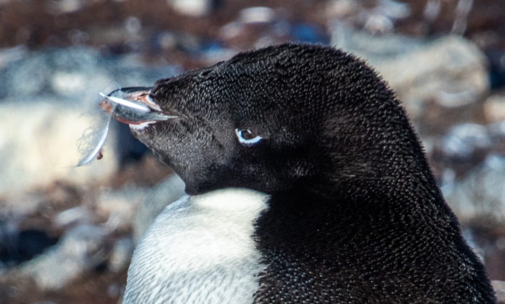An Adelie penguin still has some of the feathers in its mouth that it picked off while molting.
