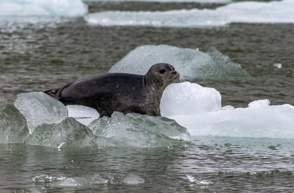 A harbor seal gets some rest on floating ice