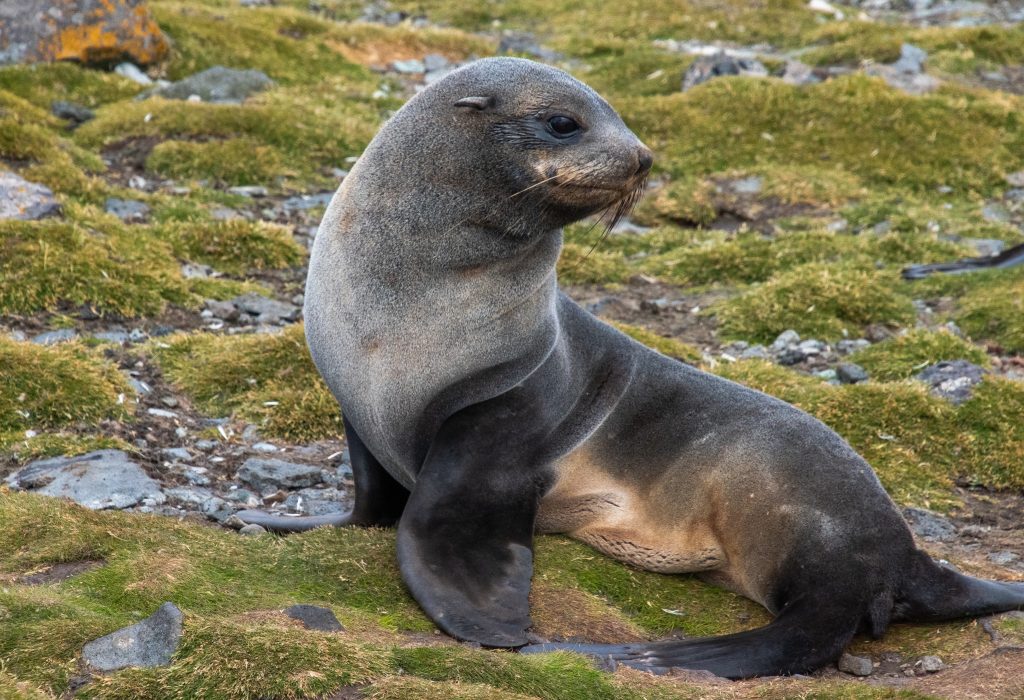 A young seal shows some interest in our group as we walk by