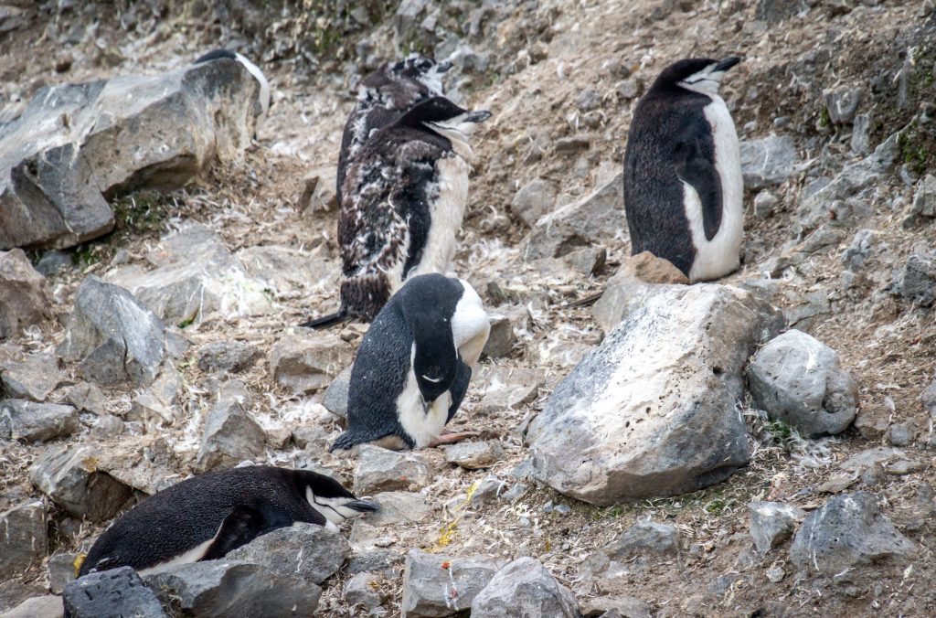 chinstrap penguins on Penguin Island