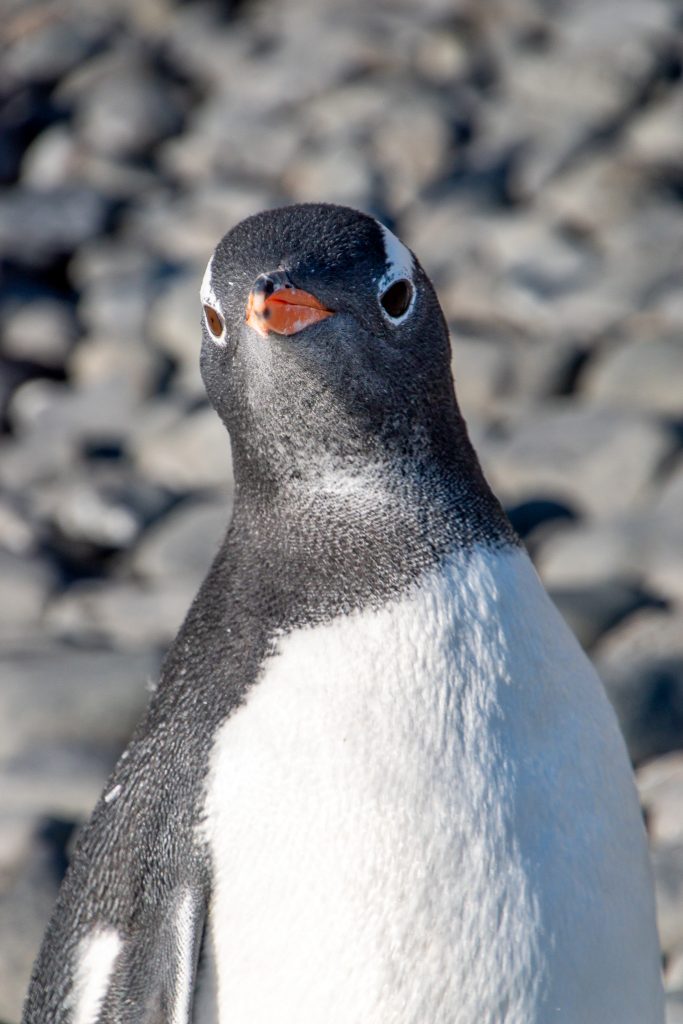 Gentoo penguin looks strait into the camera