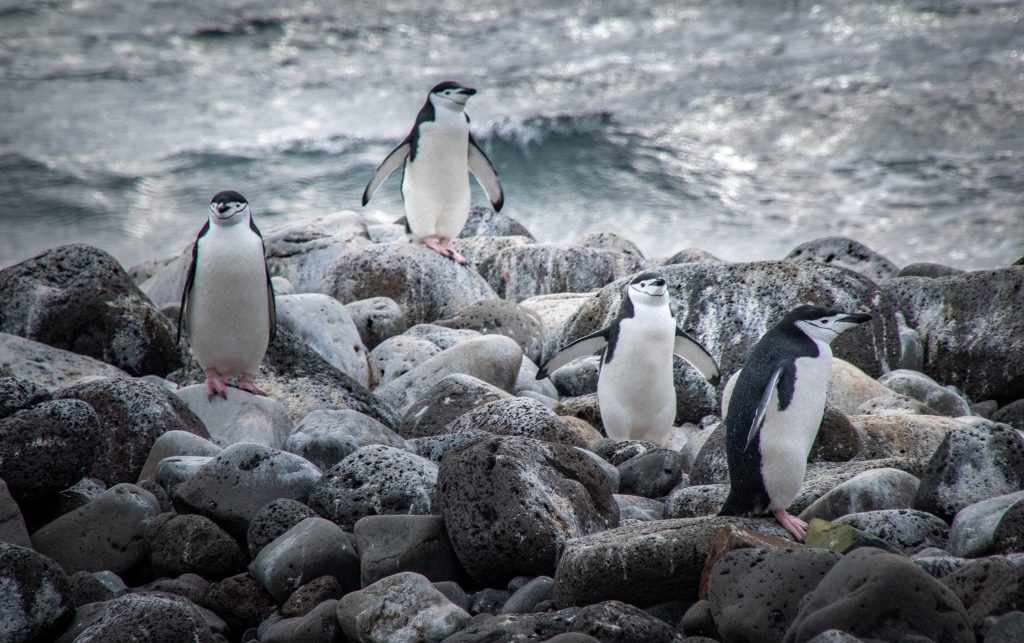 Chinstrap penguins on Penguin Island.