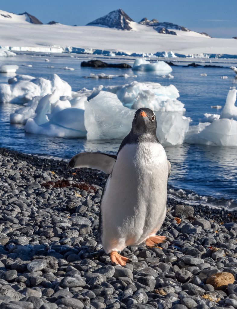 Gentoo penguin walking on the beach