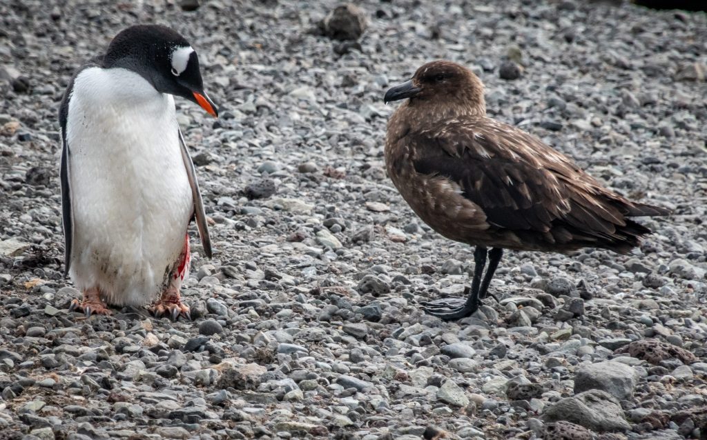 injured gentoo penguin and a skua bird
