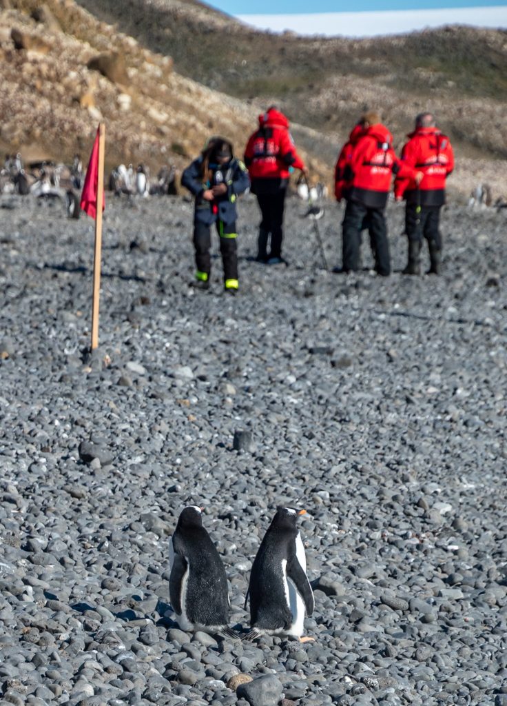 gentoo penguins watching humans