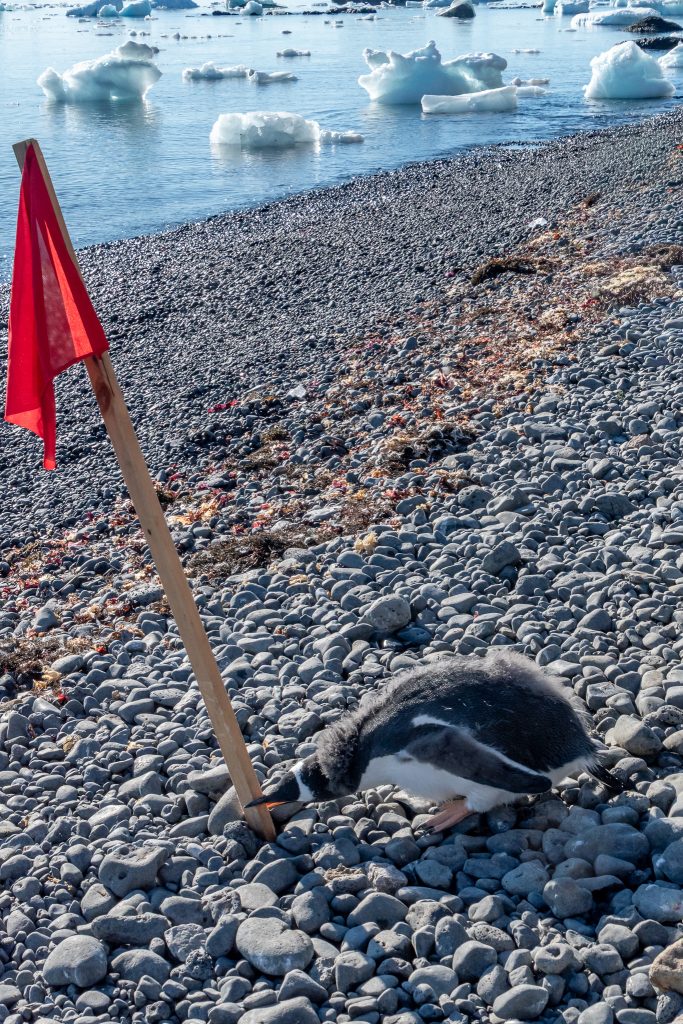 Penguin knocking over flag pole