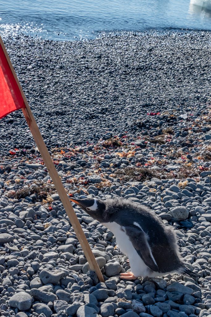 Penguin knocking over flag pole
