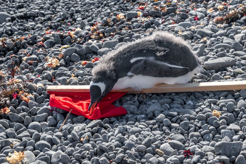 gentoo penguin inspecting flag pole