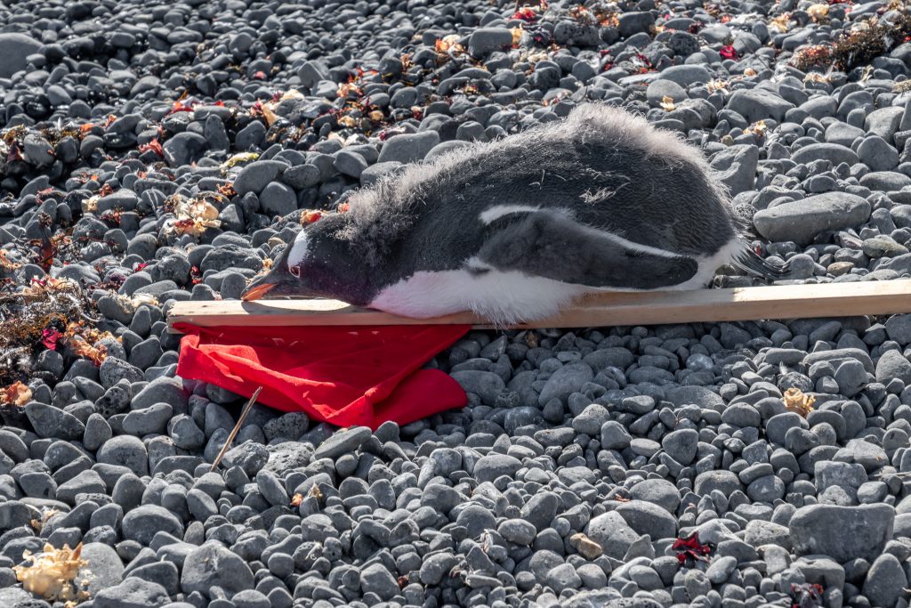 gentoo penguin inspecting flag pole