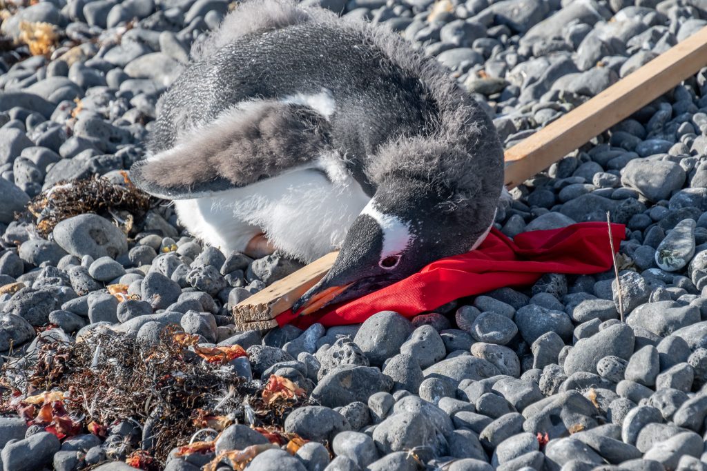 gentoo penguin inspecting flag pole