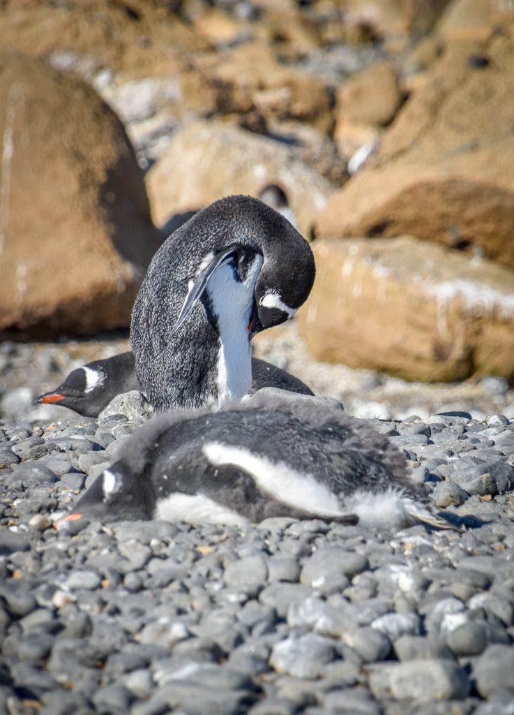 three gentoo penguins