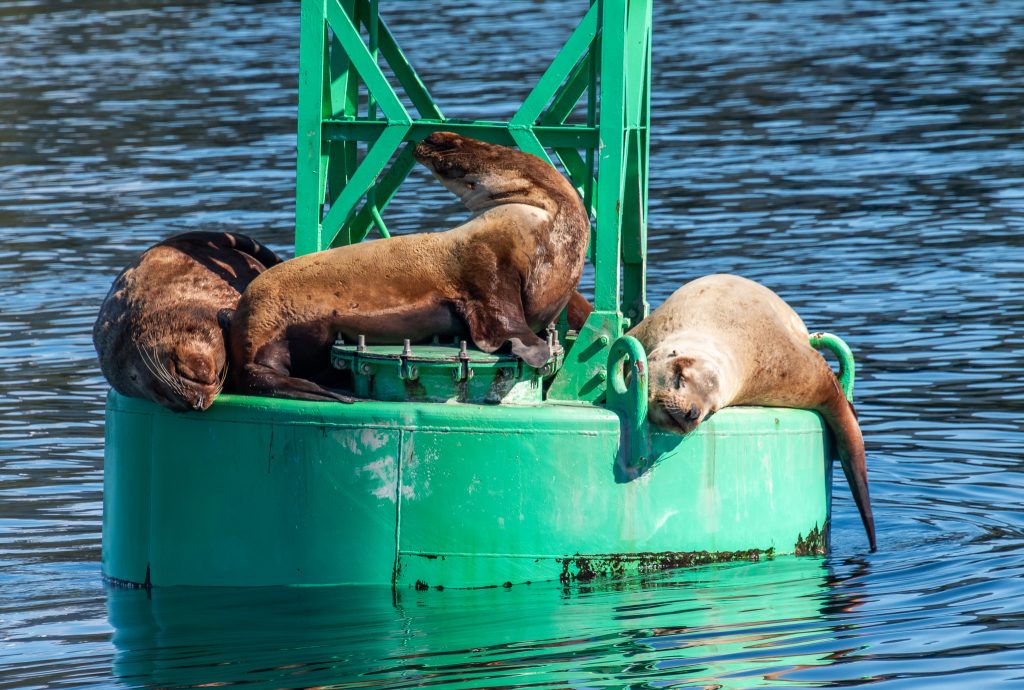 Seals resting on a buoy