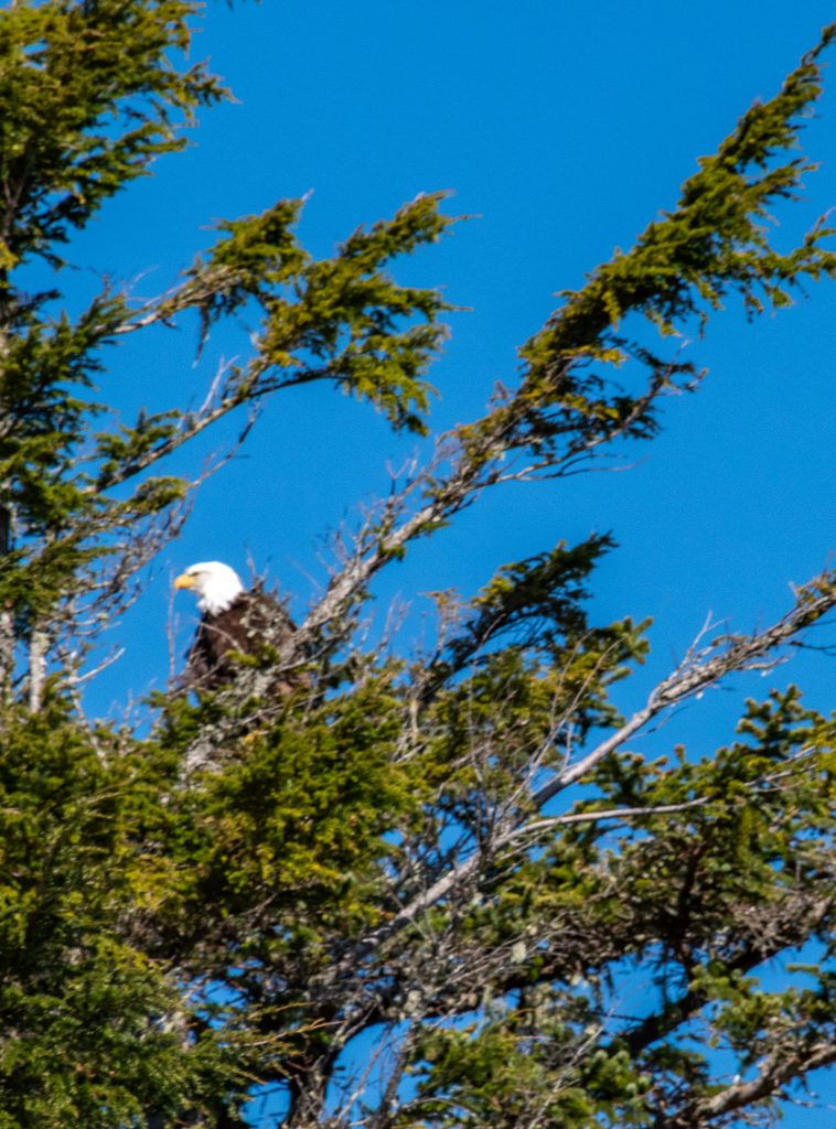 Bald eagle high up in a tree
