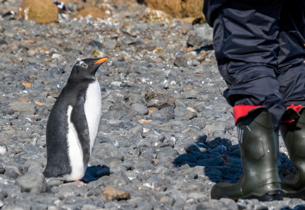Gentoo penguin gets a little too close to visitor in Antarctica