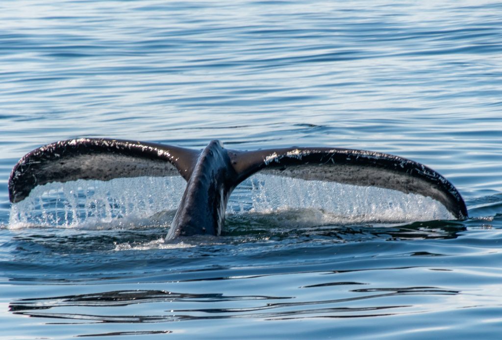 A humpback whale's tail