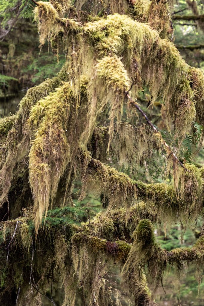 Deep moss on tree branches