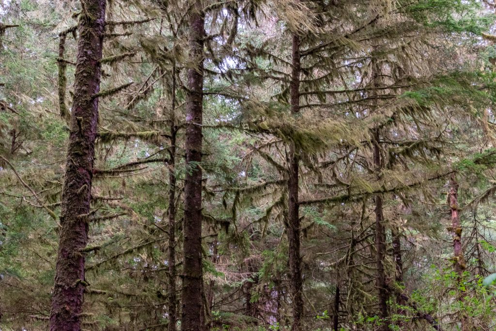 Moss covered trees in the alaska Rainforest Preserve