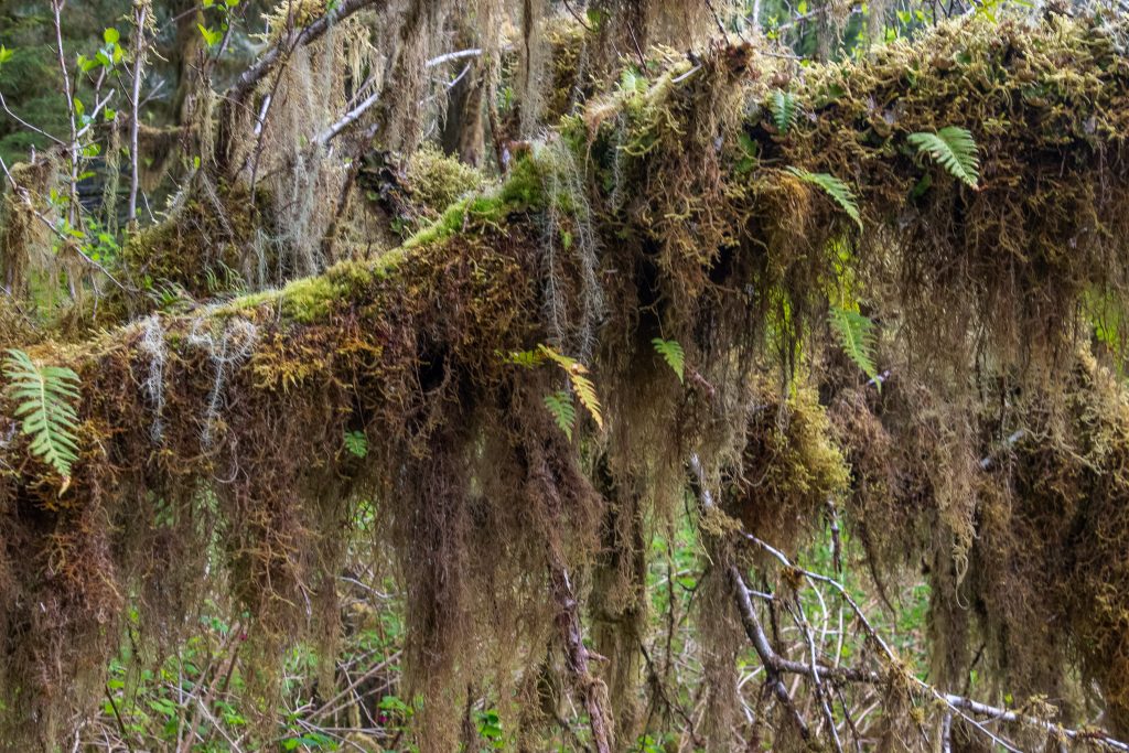 Lots of moss and Old Man's beard lichen