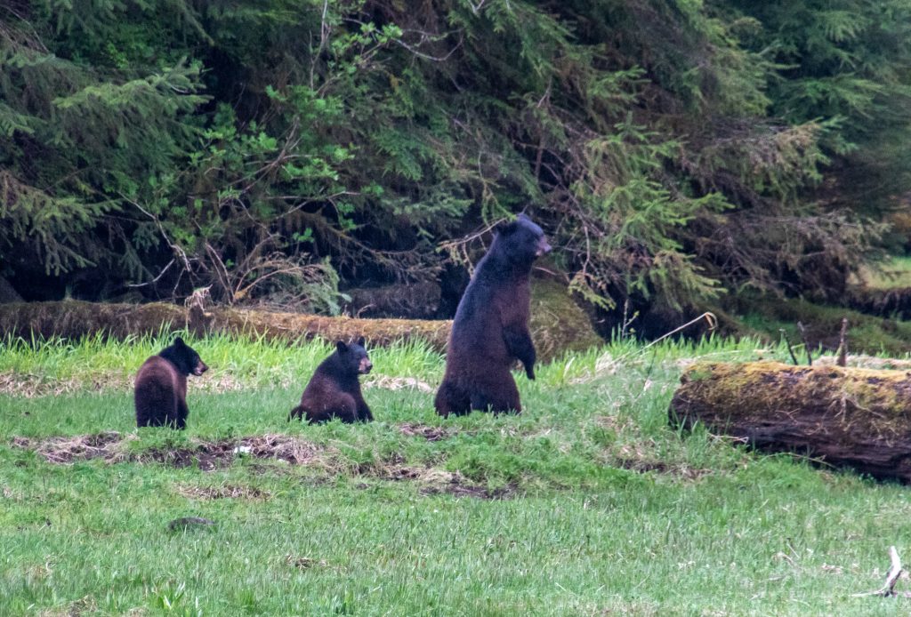 A mother black bear and her two cubs