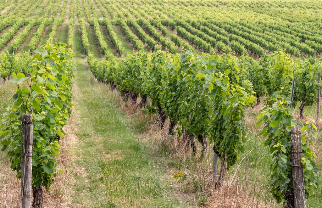Just a few of the grapevines at at the Château Bellevue La Foret