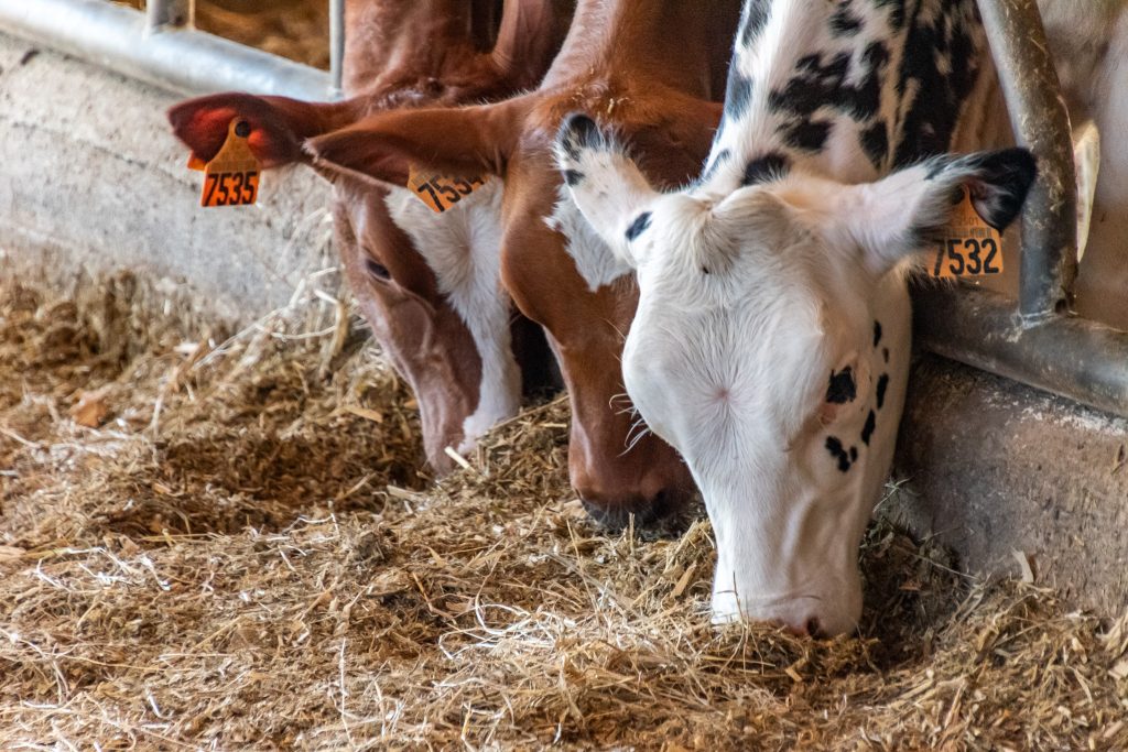 A few of the cows at Fermier Farm