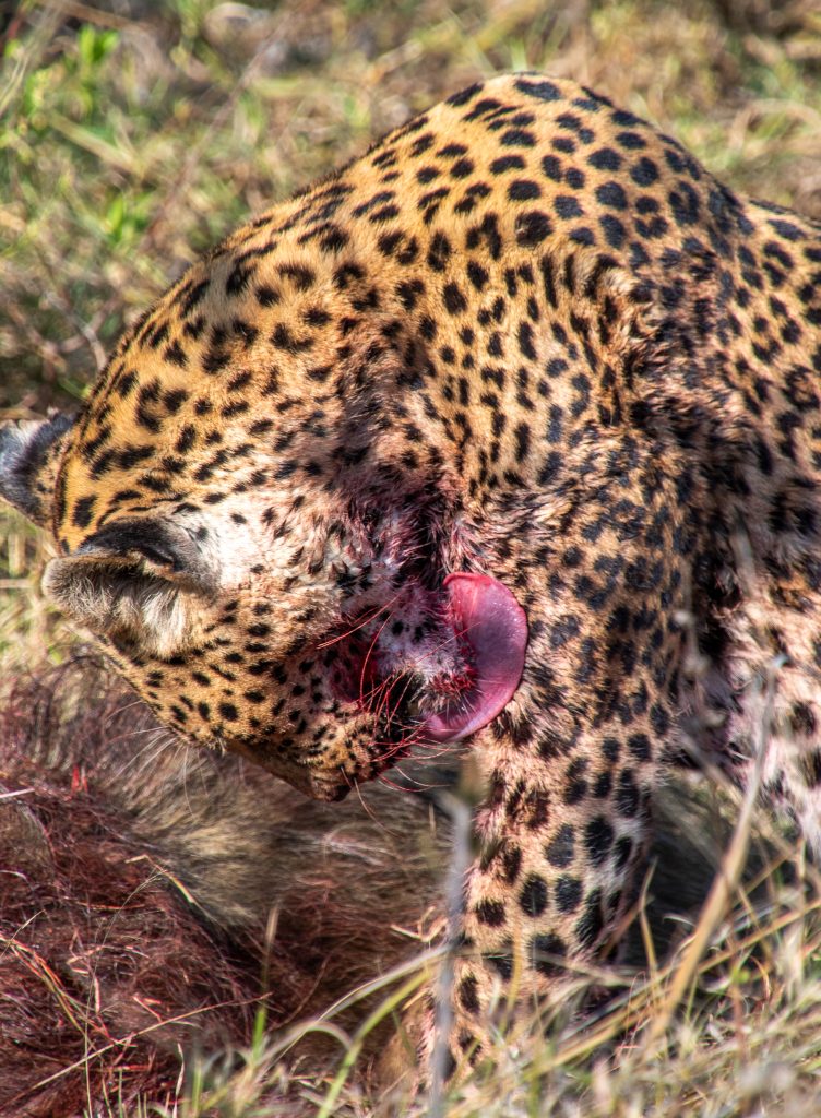The leopard cleans the blood off her fur
