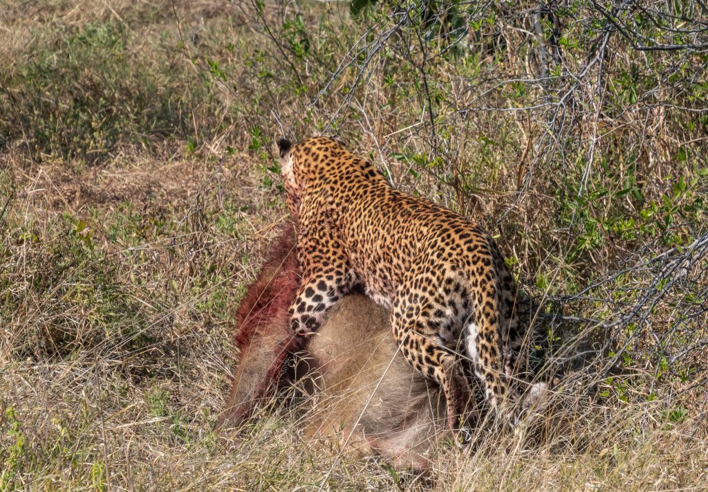 the female leopard has to work hard to move the body of the dead baboon