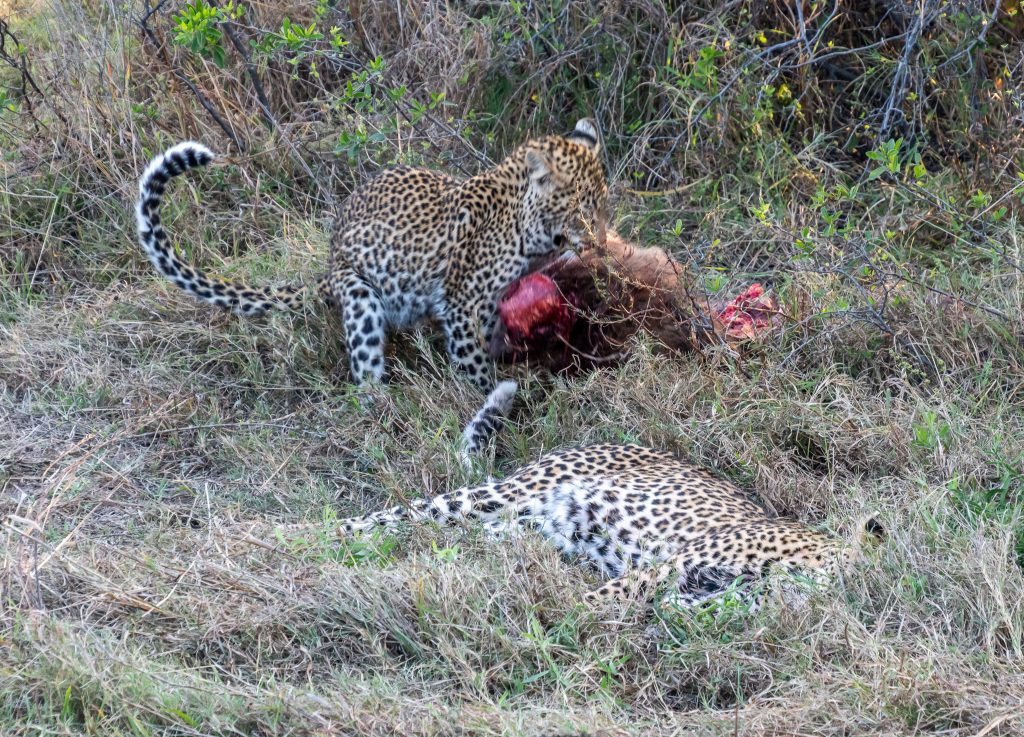 The mother leopard is still resting as the daughter leopard drags the baboon carcas from the bushes