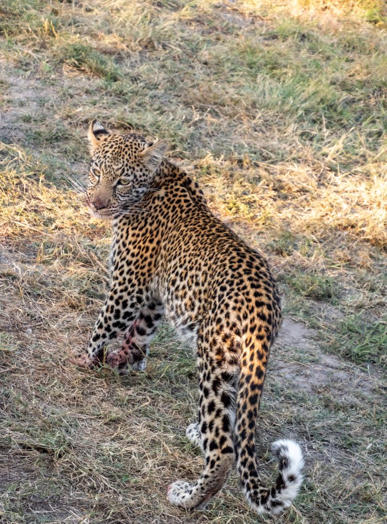 The leopard mom walks away