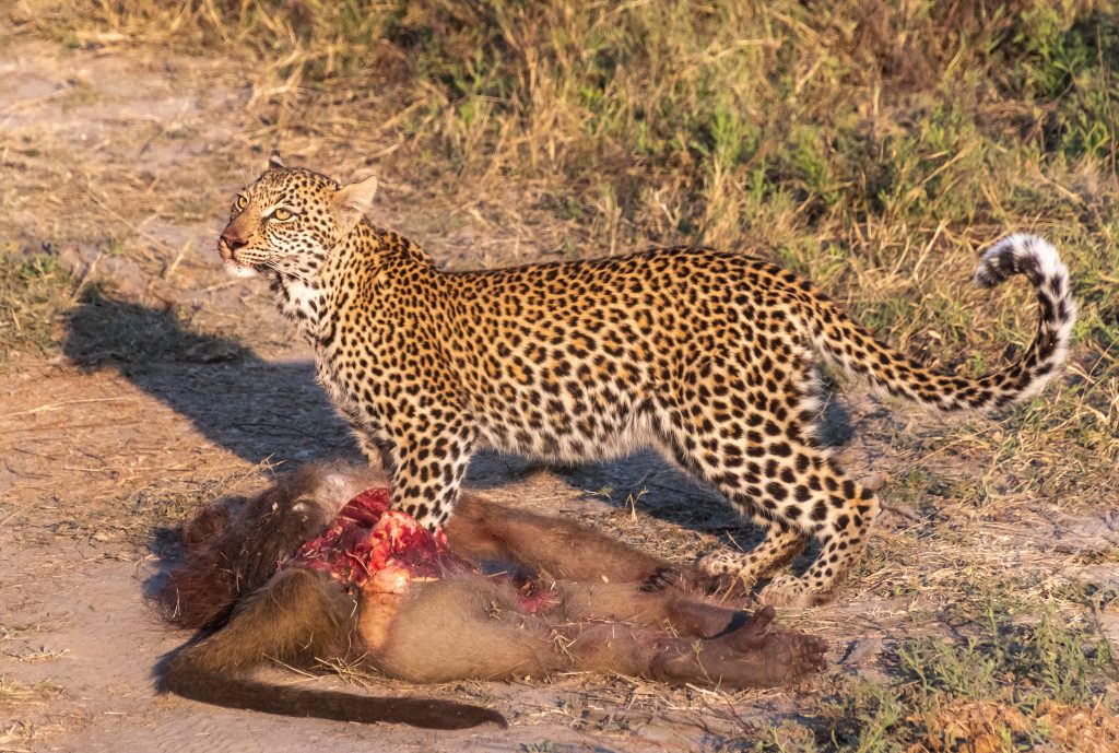 She take a break from moving the carcass