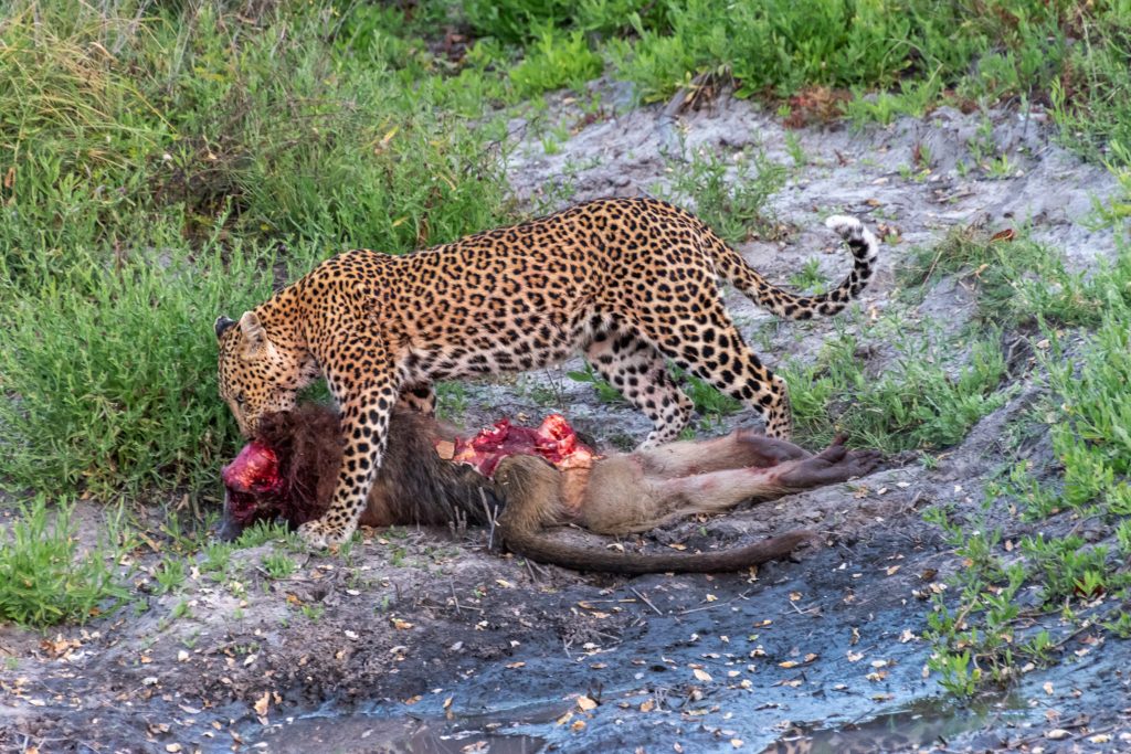 The mother leopard drags the baboon carcass toward a tree