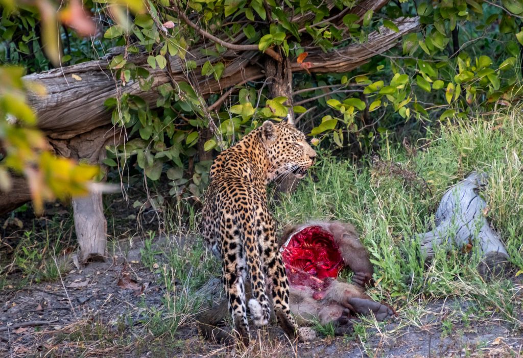 Evaluating her options for securing the kill