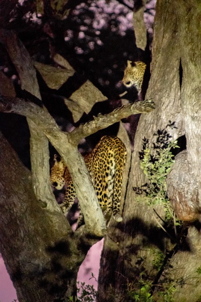 The sun is setting and the two leopards are high up in a tree