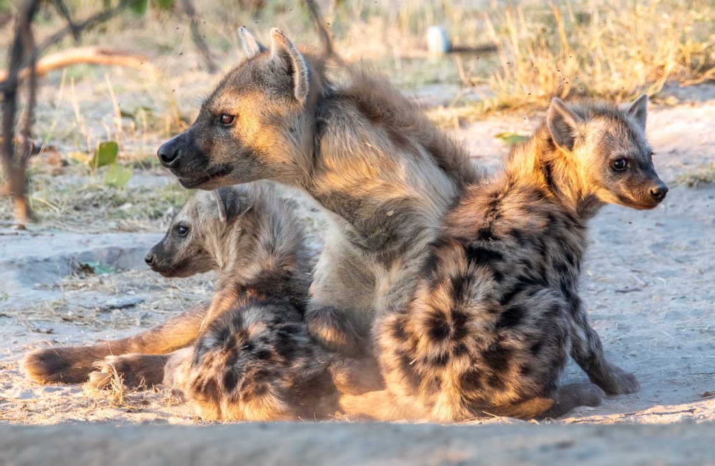 Hyena family outside its den