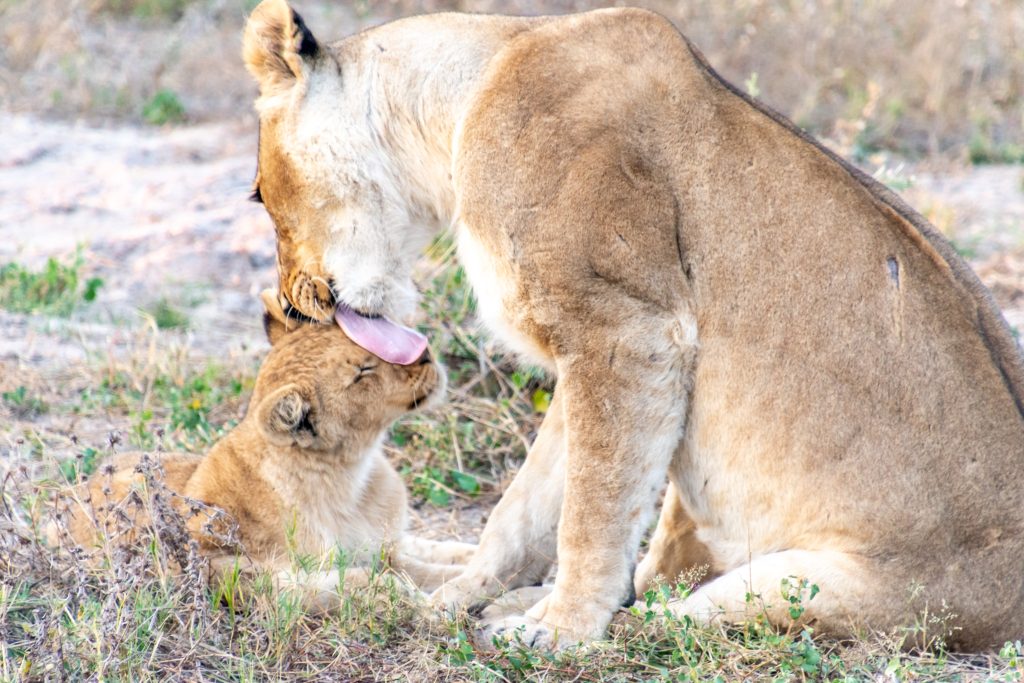 lion mom licks cub
